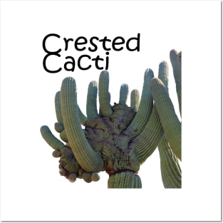 Crested Cacti Posters and Art